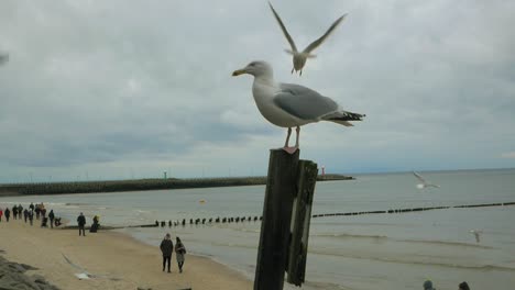 la gaviota se sienta en una pila de madera en la playa con el mar báltico en el fondo