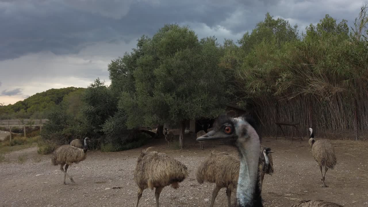 Multiple emus roaming freely within spacious enclosure at reserve africaine de sigean, wandering beneath overcast sky with natural landscape surrounding flightless australian birds