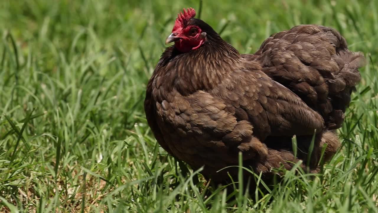 A hen investigates the grassy area beneath a wooden structure, showcasing natural behavior and curiosity.