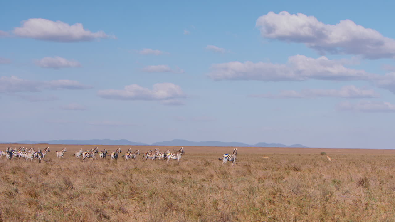 Plano geral extremo de zebras encarando de frente dois guepardos