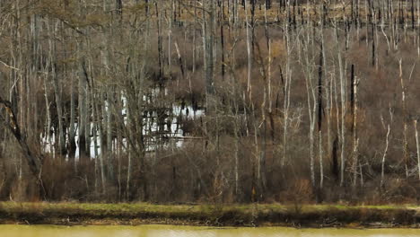 Bare-winter-trees-in-Point-Remove-Wildlife-Area,-Blackwell,-Arkansas,-no-foliage,-calm-scene,-daylight