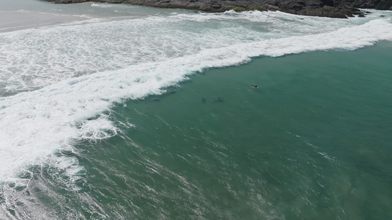 Pod of dolphins and surfer with gentle waves at Australian beach in New South Wales