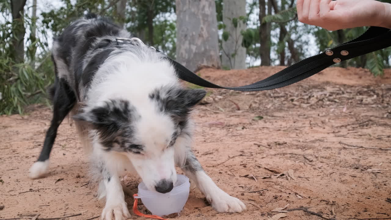 Cane pastore australiano si rinfresca leccando il ghiaccio da una ciotola dopo una passeggiata estiva nel bosco