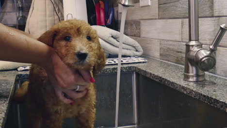 video de un cachorro goldendoodle de un mes de edad bañándose en el fregadero de la cocina