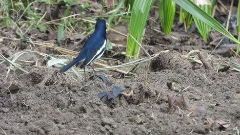 two birds playing on ground - digging hole