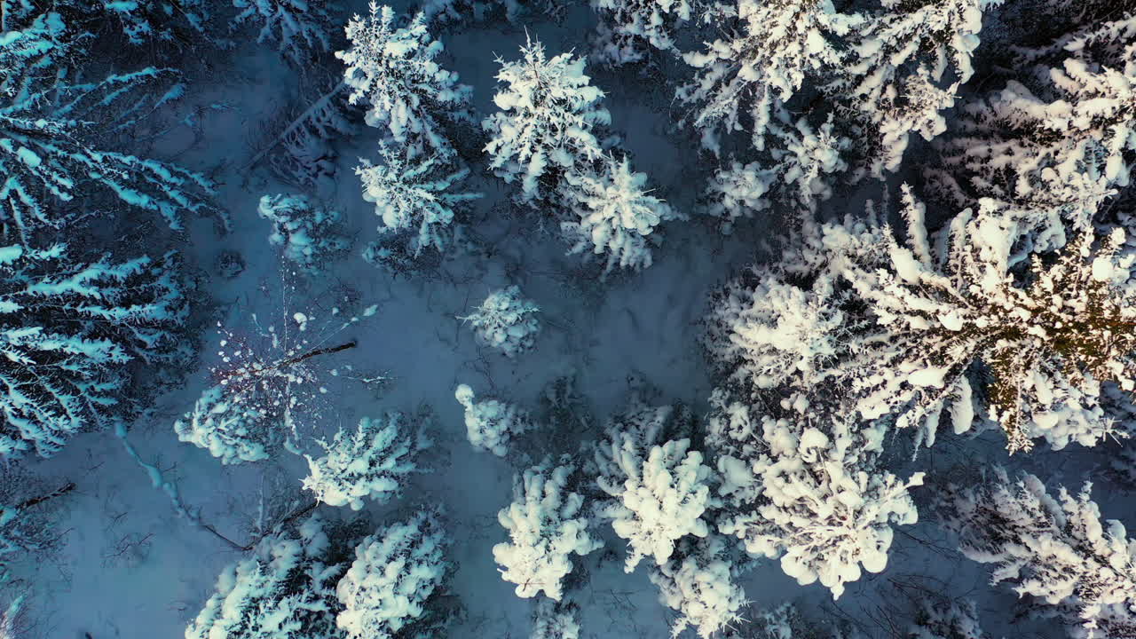Snow topped fir tree forest in winter, long shot aerial drone