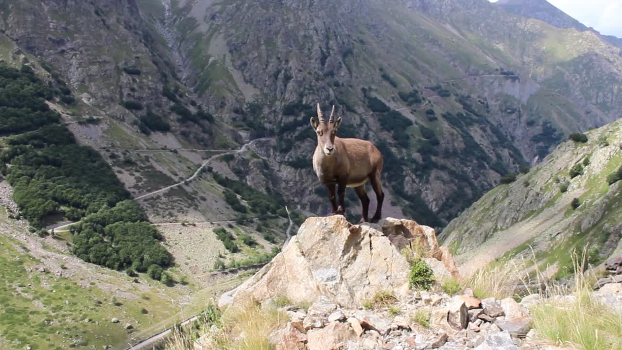 ibex o ciervo está parado en la roca frente a un fondo de alpes de montaña
