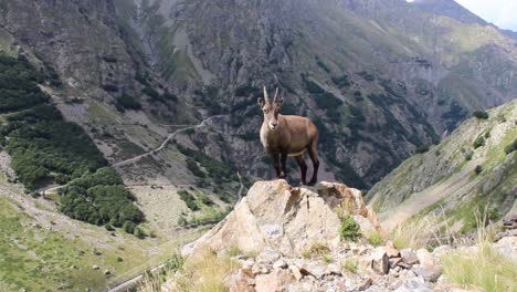 Ibex-O-Ciervo-Está-Parado-En-La-Roca-Frente-A-Un-Fondo-De-Alpes-De-Montaña