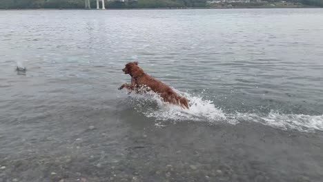 un joven perro juguetón saltando por el agua persiguiendo rocas lanzadas por su dueño, cámara lenta