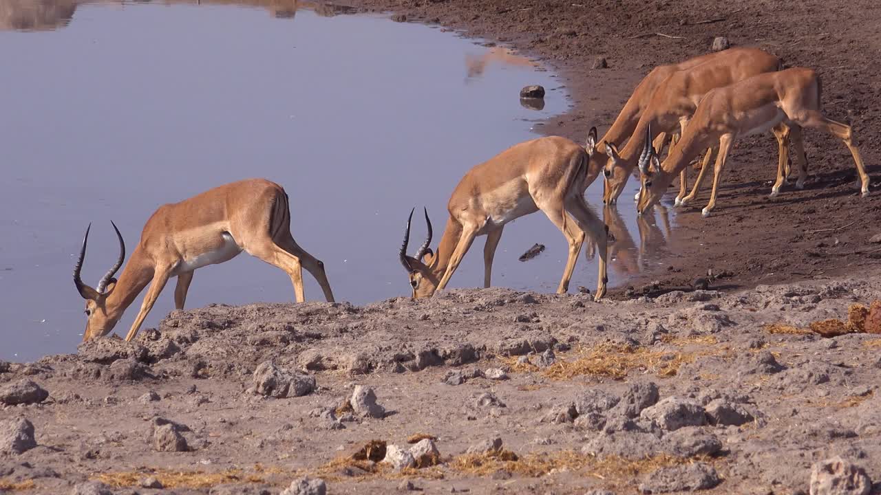 los impalas nerviosos se reúnen en un abrevadero en un safari en áfrica 1