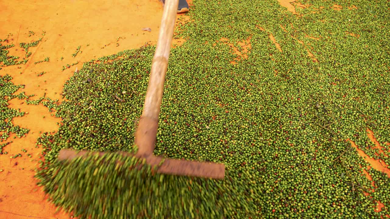 향신료 수확 및 생산 과정에서 타포린에 갈퀴로 후추 열매를 뿌리고 건조