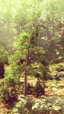 a tall pine tree stands in a forest with fog and sunlight