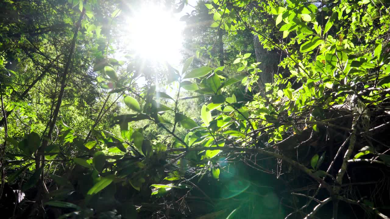 Close up of bushes in foreground and bright sun beams shining through dense green rainforest at daytime