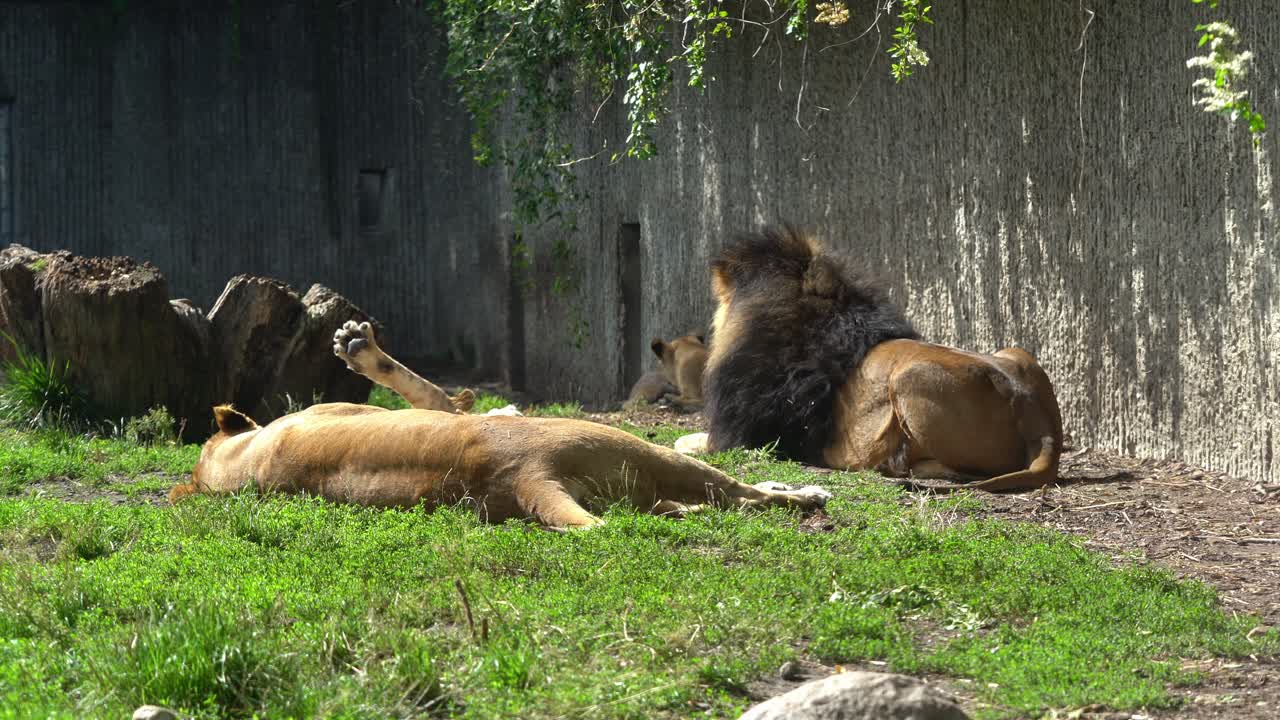 Leone e leonessa che riposano nello zoo