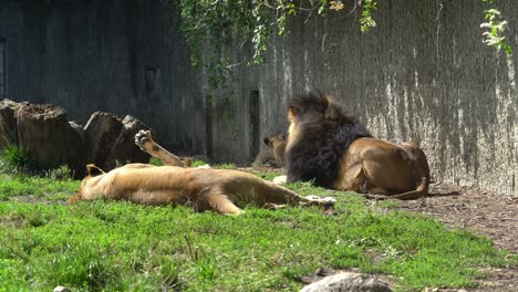 lion and lioness resting in the zoo