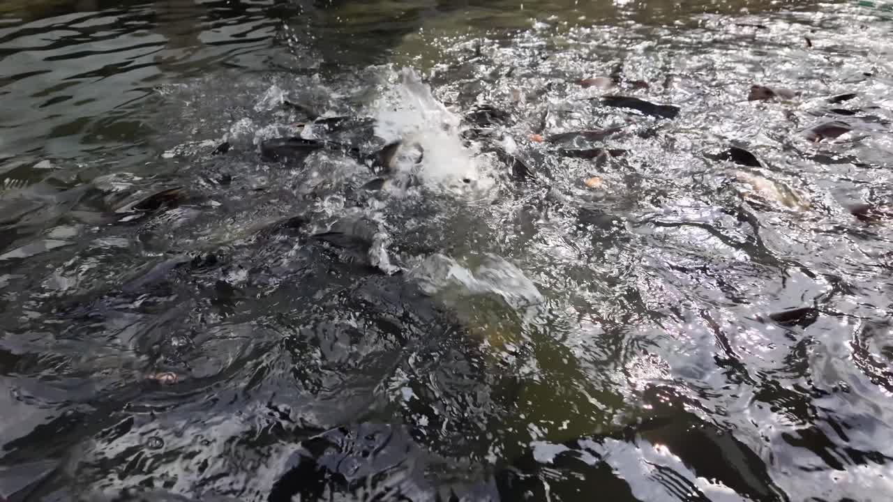 People feed bread to many fish in the river, creating lively splashes and water movement
