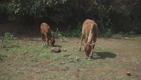 Static-slow-motion-shot-of-grazing-cows-standing-on-a-dry-field-in-front-of-trees-and-plants-on-a-sunny-day