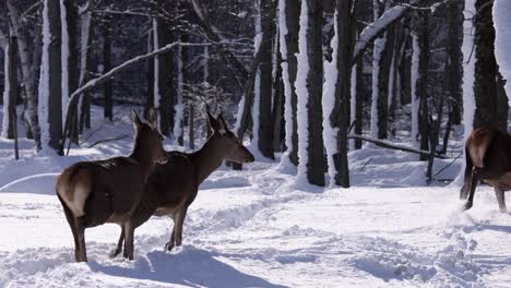 elk running through snow super slomo epic winter scene