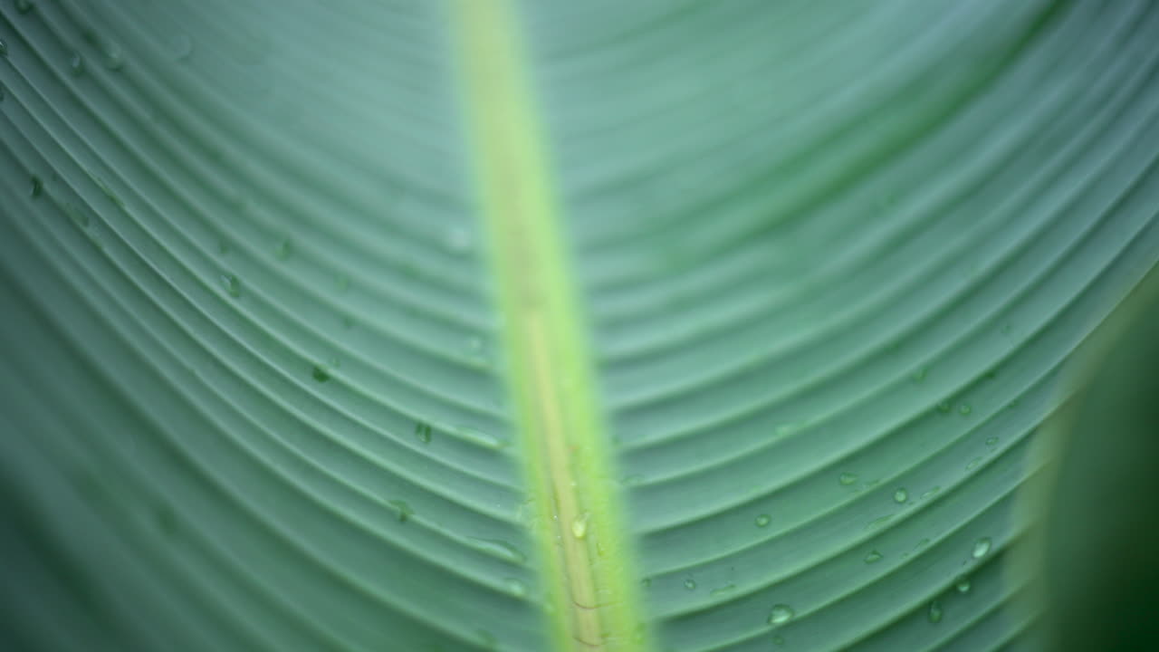 Close up of a green tropical leaf with visible veins and water droplets