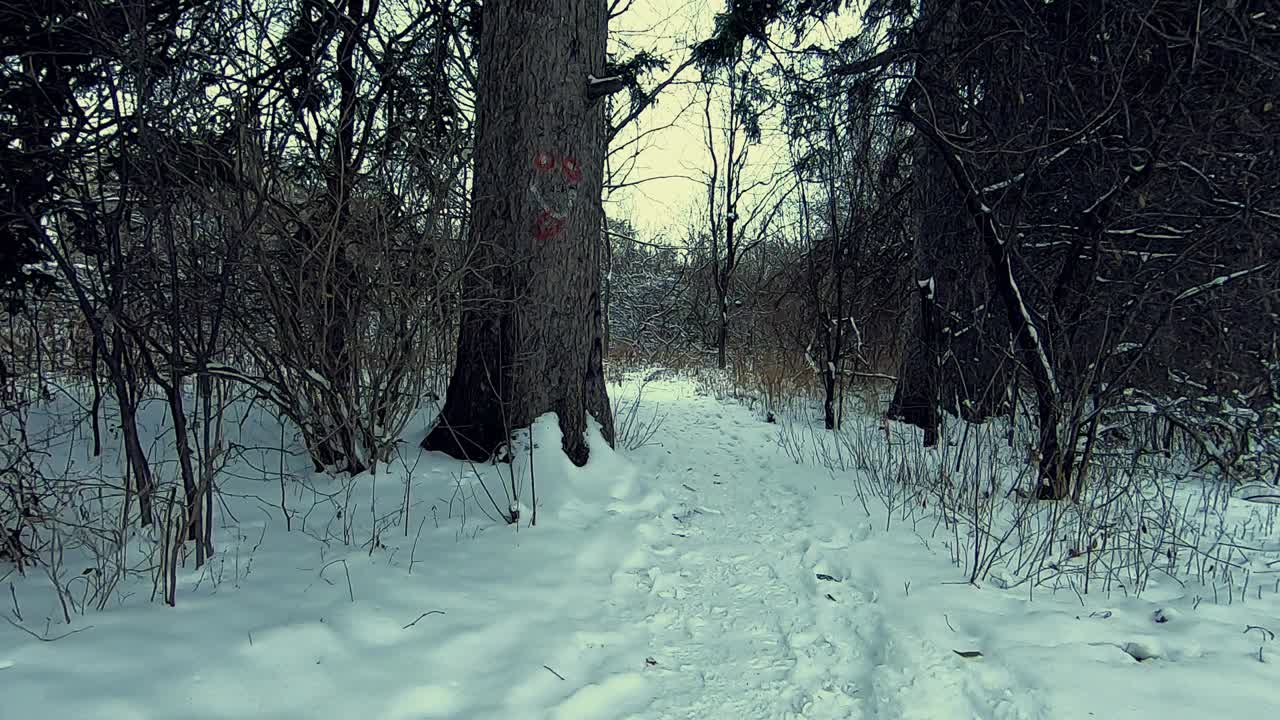 Passeggiata nel bosco sulla neve in una giornata invernale
