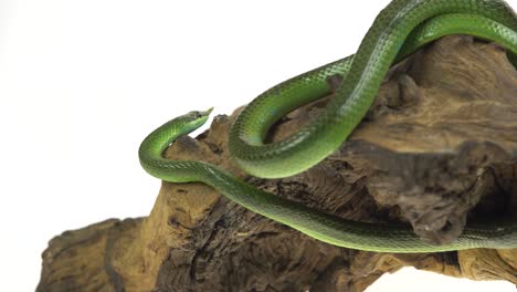 Green Snake Wrapped Around Wood on White Background