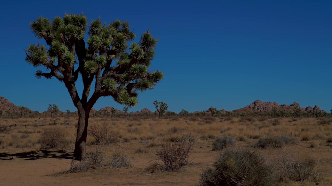 Yucca bomen Mojave Colorado woestijn Joshua Tree Nationaal Park Californië gras wind zonnige blauwe lucht rotsachtig ruig berglandschap Sheephole Valley Wildernis Fortynine Palm Oase statische opname