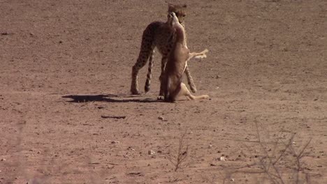 Guepardo-Africano-Muerde-Y-Arrastra-Antílope-Springbok-Por-El-Cuello