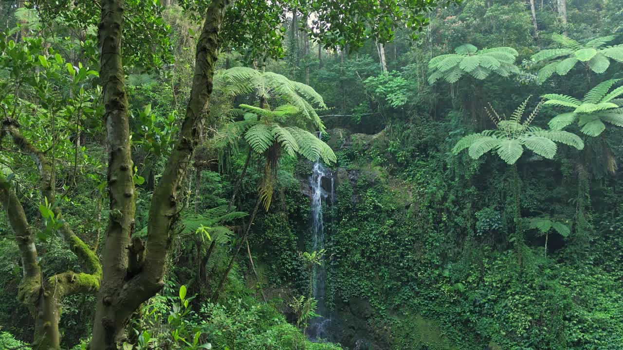 Peaceful rainforest scene with cascading water, tall ferns, and dense vegetation creating a tropical paradise