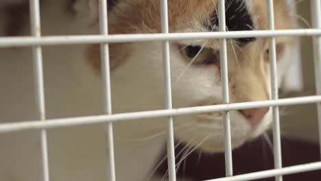 calico tortoiseshell cat in a cage observing surroundings close up shot