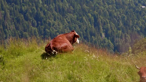 abondance cows resting over french alps in col de l'arpettaz, auvergne-rhône-alpes region, france