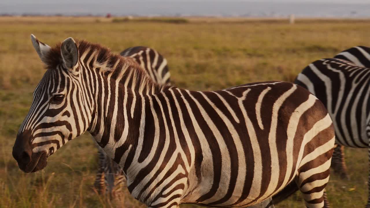 movimiento lento de la manada de cebras caminando, animales de áfrica en un safari de vida silvestre en masai mara en kenia en masai mara en la hermosa hora dorada puesta de sol luz del sol, steadicam seguimiento gimbal panorámica disparo