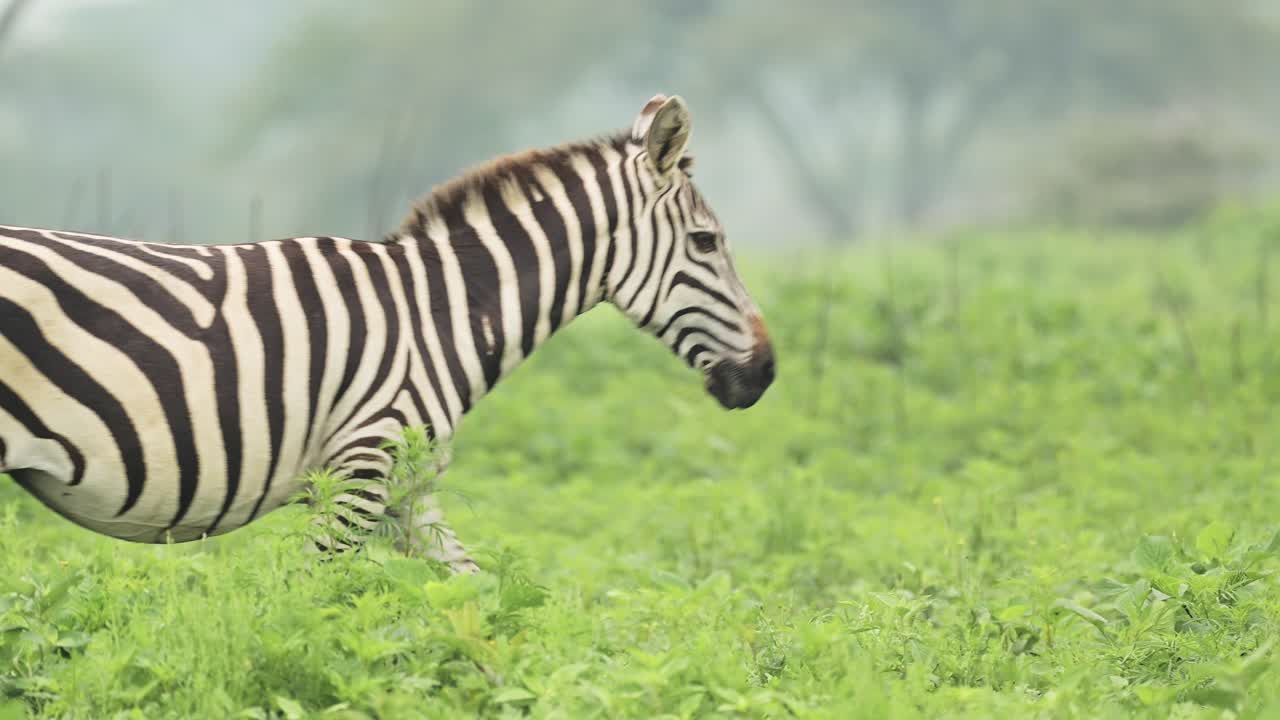 zebra en cámara lenta caminando en áfrica, animales bebés disparados de zebra y madre en serengeti en tanzania, lindo ternero de zebra joven caminando en la temporada de parto en la hierba verde exuberante en el safari de animales africanos