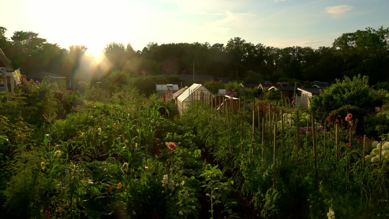 A beautiful garden at sunset in the summertime in Sweden.