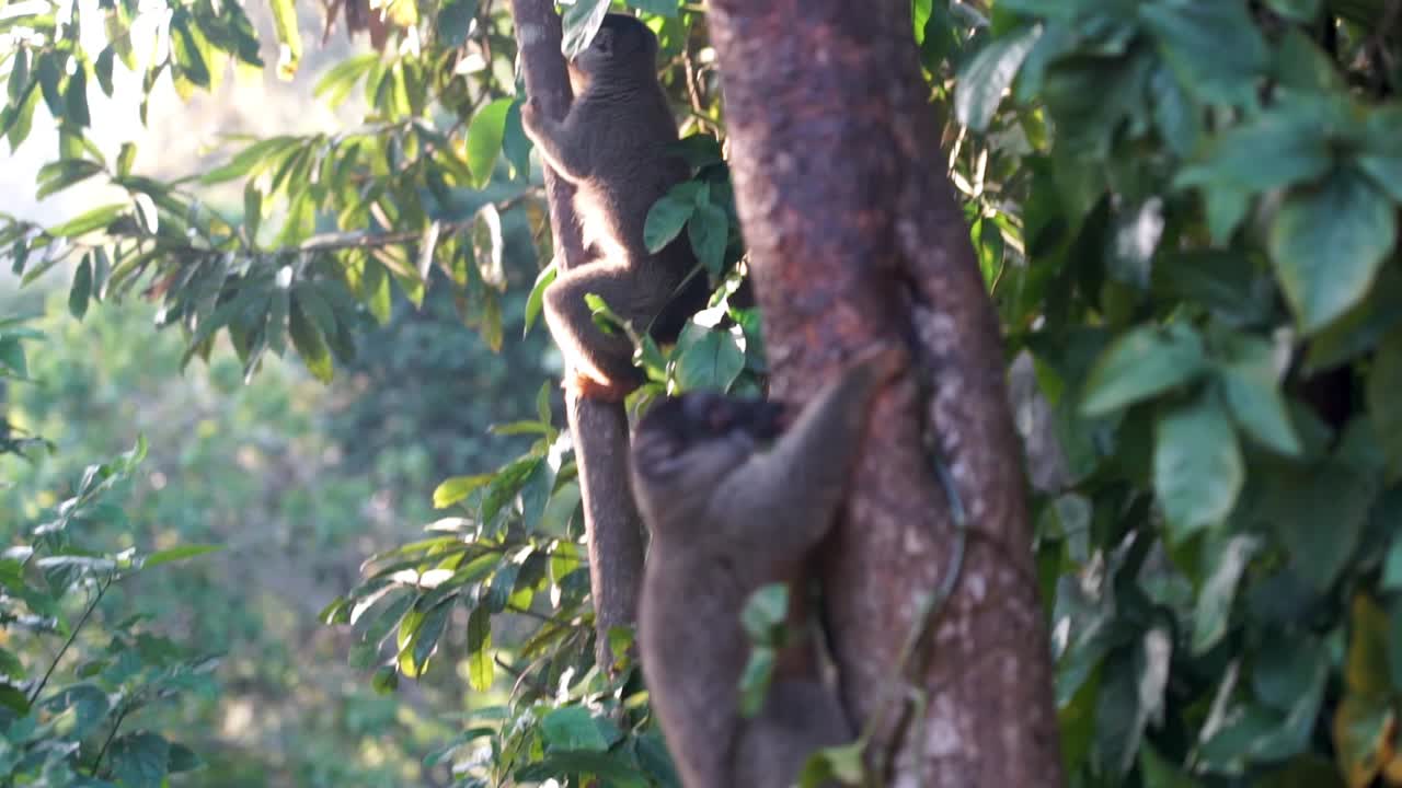 lémures marrones de madagascar lamiendo la corteza de los árboles