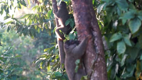 brown lemurs of madagascar licking bark of trees