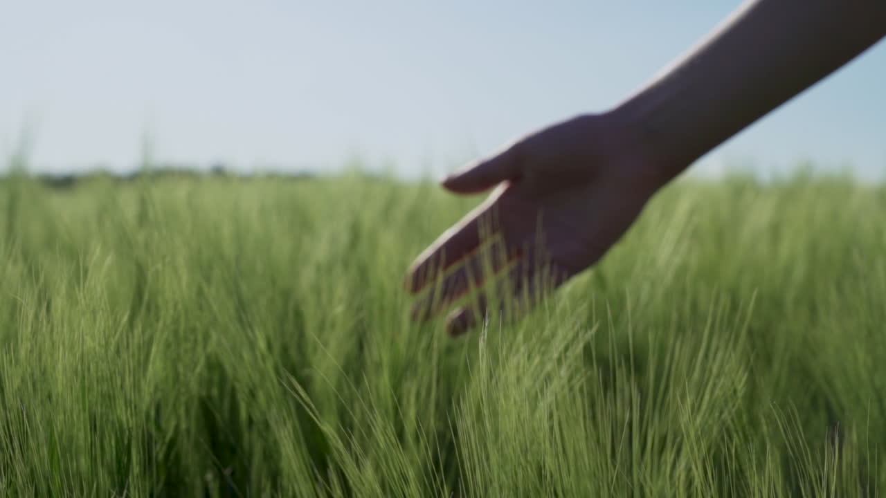 Close-up slow-motion shot of a woman’s hand softly gliding through young green wheat in a spring field.