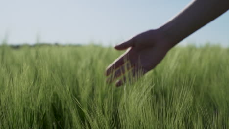 close-up slow-motion shot of a woman’s hand softly gliding through young green wheat in a spring field.