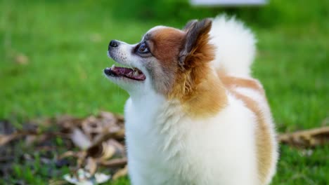 fluffy pedigree pomeranian dog walking on a green lawn