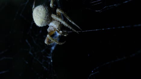 orb weaver spider eating close up straight on macro night shot