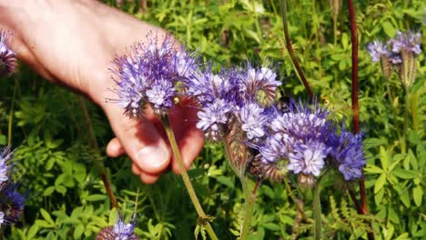 hand eines mannes, der eine lavendelblume hält