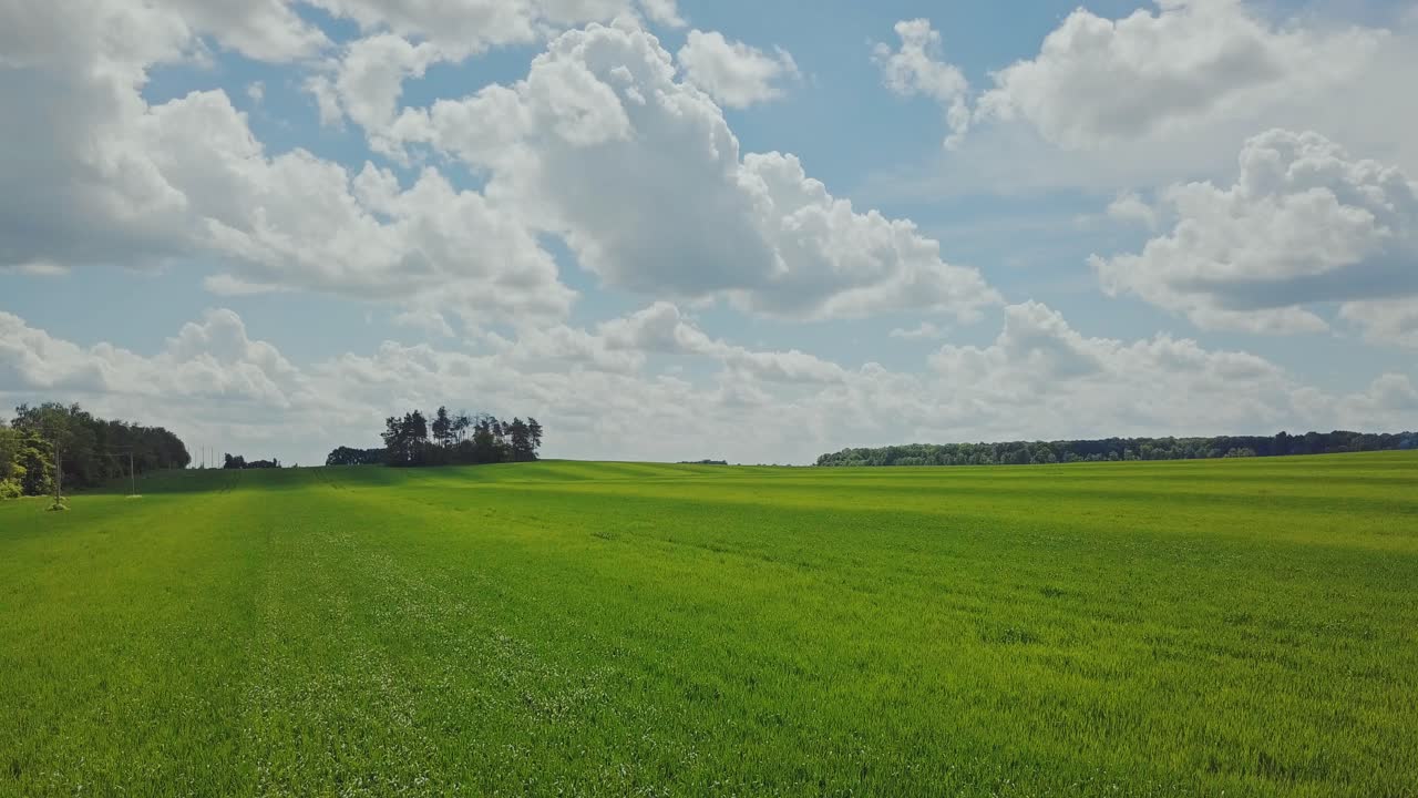 Aerial view wheat growing on agricultural field. Landscape green wheat field. Scene summer farming field.
