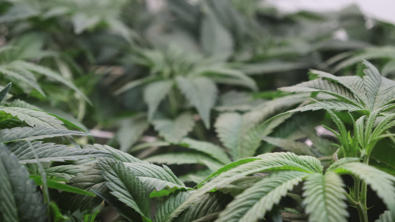 un disparo de una planta de cannabis que crece en una tienda de cultivo