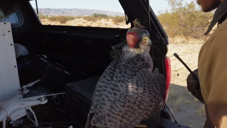 Falconry-Preparing-In-Dry-Land-For-Training-His-Falcon