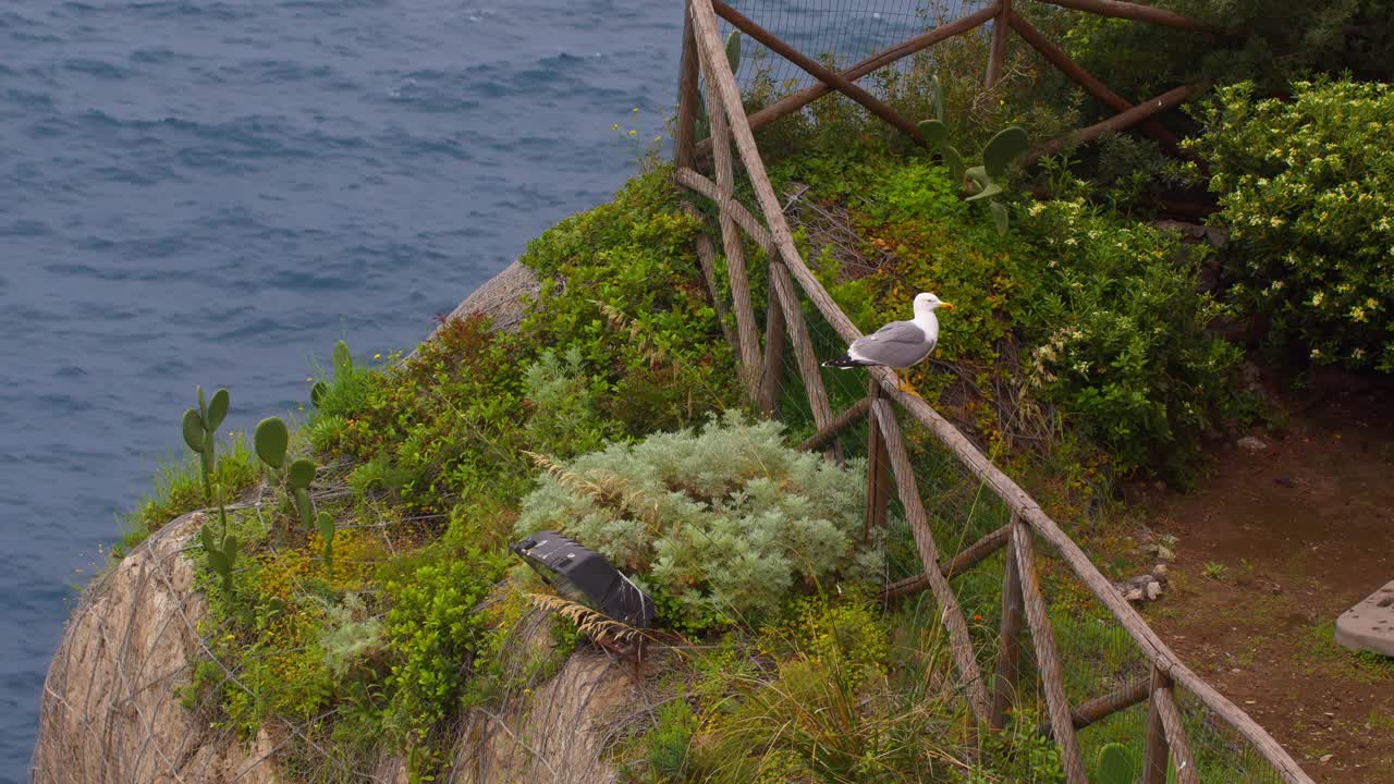 Seagull perched on wooden fence surrounded by wild plants and coastal wind in Taormina, Sicily, Italy (Italia)