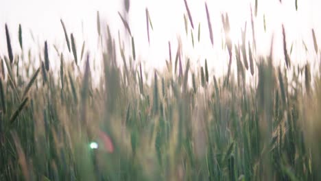 Schönes-Grünes-Getreidefeld,-Das-Sich-Im-Wind-Wiegt