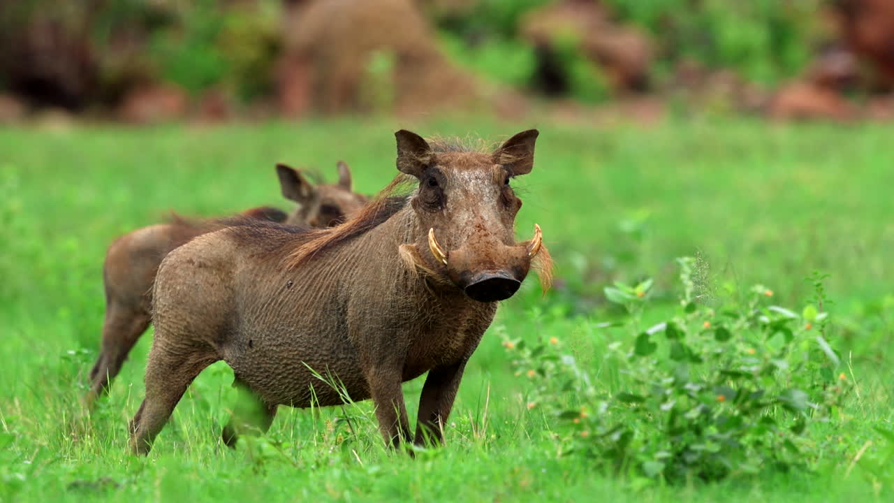 el jabalí embarazado está alerta en la hierba verde, mirando por el peligro antes de alimentarse de nuevo.