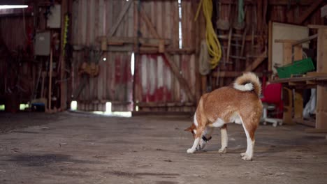 Perro-Marrón-Comiendo-En-El-Piso-Del-Granero-Ubicado-En-Noruega