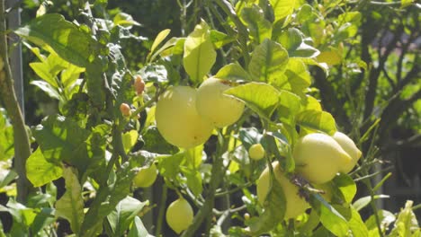 a lemon tree branch with some lemons swaying in the wind