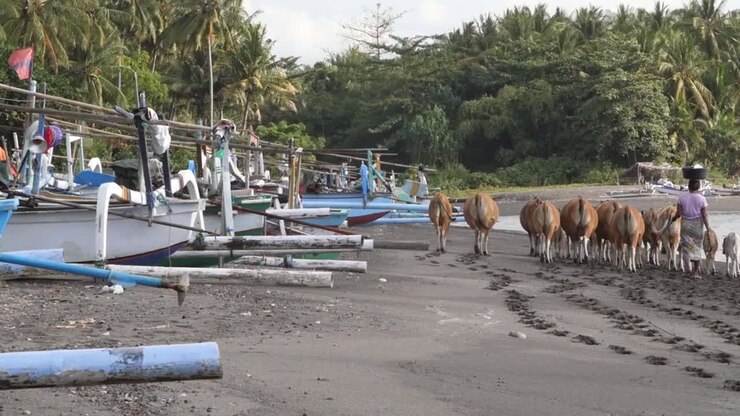 Woman Herding Cows Past Outriggers on a Beach