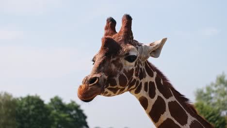 A-Close-Up-Shot-of-a-Giraffe-Chomping-at-Africa-Alive,-Lowestoft,-Norfolk